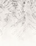 Komar Fotobehang - Illuminating Ivy 200x250cm - Vliesbehang