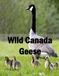Wild Canada Geese: A Coffee Table Photo Book for Animal Lovers