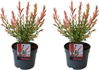 Bloomique - Set van 2 - Salix Integra Flamingo - Bonte Wilg - Tuinplanten - Winterhard - Hoogte 30-40 cm - Pot 12 cm