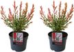 Bloomique - Set de 2 - Salix Integra Flamingo - Saule panaché - Plantes de jardin - Rustique - Hauteur 30-40 cm - Pot 12 cm