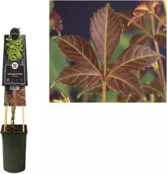 Van der starre KLIMPLANT PARTHENOCISSUS HENRYANA - CHINESE WILDE WINGERD