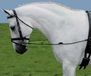 Waldhausen Side Reins Elastic Zwart Gel