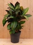 Warentuin natuurlijk Croton Codiaeum Wonderstruik kamerplant potmaat 19 cm H60-80 cm Warentuin Natuurlijk