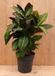 Warentuin natuurlijk Croton Codiaeum Wonderstruik kamerplant potmaat 19 cm H60-80 cm Warentuin Natuurlijk