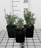 GRDplanten 6x Gamander - Teucrium lucidrys | 9x9 cm pot