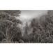 Forêt Tropicale Papier Peint Panoramique - 512 cm x 320 cm