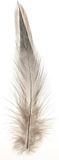 Glorex Hobby Decoratie veren - 30x - natuurlijke kleuren - sierveren - hobby materiaal