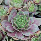 Arborix Sempervivum 6 x Sempervivum 'Othello'- Huislook pot 9x9cm