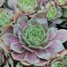 Arborix Sempervivum 6 x Sempervivum 'Othello'- Huislook pot 9x9cm