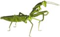 Fridolin 3D Papier Model - Bidsprinkaan