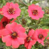 Arborix Bol 6 x Potentilla 'Gibson's Scarlet' - Ganzerik pot 9x9cm - Felrode bloemen, bodembedekkend, verdraagt droge grond