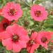 Arborix Bol 6 x Potentilla 'Gibson's Scarlet' - Ganzerik pot 9x9cm - Felrode bloemen, bodembedekkend, verdraagt droge grond