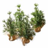 LOBERON Sierboom set van 4 Millies groen/bruin