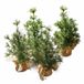 LOBERON Sierboom set van 4 Millies groen/bruin
