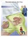 3B Scientific Wetenschappelijk diagram, gelamineerd met vrouwelijke urine-continentie, 1