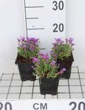 GRDplanten Groendecor Tuinarchitectuur 6x Aubrieta - Aubrieta hybr. 'Hamburger Stadtpark' | 9x9 cm pot