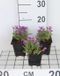 Groendecor Tuinarchitectuur 6x Aubrieta - Aubrieta hybr. 'Hamburger Stadtpark' | pot de 9x9 cm