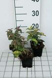 GRDplanten Groendecor Tuinarchitectuur 6x Monarda - Monarda bradburiana | 9x9 cm pot