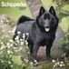 Avonside Schipperke Kalender 2027
