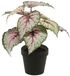 Emerald - Kunstplant in pot Begonia grijs/roze 25cm