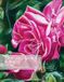 Poetry Libri GmbH Poetry & Painting Bound by Beauty Paperback