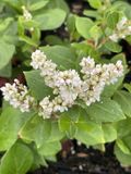 GRDplanten Groendecor Tuinarchitectuur 6x Duizenknoop - Persicaria hybr. 'Kahil' (tortuosa) | 9x9 cm pot