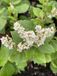 GRDplanten Groendecor Tuinarchitectuur 6x Duizenknoop - Persicaria hybr. 'Kahil' (tortuosa) | 9x9 cm pot