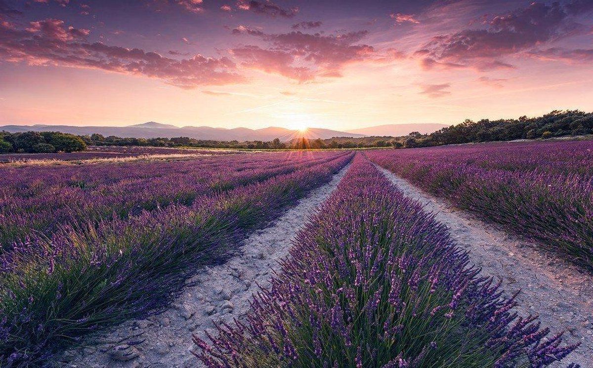 KOMAR Lavender Dream Vlies Fotobehang 450x280cm 9-banen