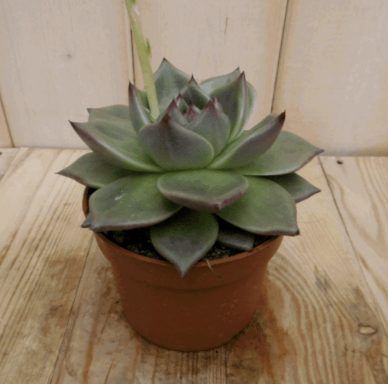 Warentuin Natuurlijk Echeveria Sirius Viridi kamerplant - 2 stuks