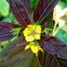 Lysimachia 6 x Lysimachia Ciliata 'Firecracker' - Wederik pot 9x9cm