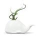 Fred & Friends 5229116 Buitensporige Ceramische Miniluchtplant/Succulente Houder, Walvis