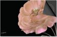 Dietrix Inductie Beschermer - 81x52 cm - Botanical - Roze Bloem op Zwart