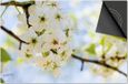 Dietrix Inductie Beschermer 60x60 - Bloemen en Planten - Witte Bloesem