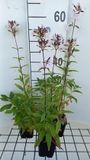GRDplanten Groendecor Tuinarchitectuur 6x Zeepkruid - Saponaria officinalis | 9x9 cm pot