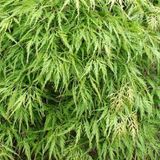 Arborix Acer Palmatum 'Dissectum' - Japanse esdoorn van 40-50 cm in Pot