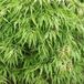 Arborix Acer Palmatum 'Dissectum' - Japanse esdoorn van 40-50 cm in Pot