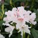Rhododendron 'Cunningham White' 40-50 cm en pot
