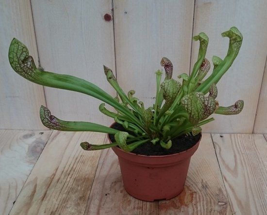 Warentuin natuurlijk - 3 stuks! Vleesetende plant Trompetbekerplant Sarracenia