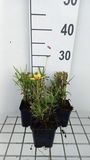 Coreopsis 6x Coreopsis grand. 'Sunkiss' | pot de 9x9 cm