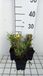 GRDplanten Coreopsis 6x Coreopsis grand. 'Sunkiss' | 9x9 cm pot