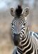 Rasch African Queen 3 - 363623