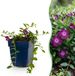 Green boutiQ Vasteplant Vinca minor Atropurpurea Maagdenpalm Bodembedekkend Paars 1 Plant Pot 11cm Hoogte 15-25cm