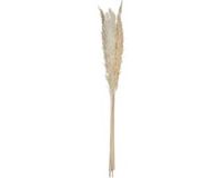 ATMOSPHERA CREATEUR D'INTERIEUR Pampasgras, siergras, 6 stuks, 65 cm, beige