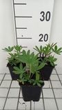 GRDplanten Lupine 6x Lupinus hybr. 'The Chatelaine' ( 'schlossfrau') | 9x9 cm pot