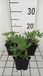 GRDplanten Lupine 6x Lupinus hybr. 'The Chatelaine' ( 'schlossfrau') | 9x9 cm pot