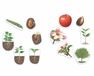 Learning Resources Reuze magnetische levenscyclus van een plant - 5+