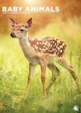CalendarsRUs Baby Dieren A3 Kalender 2027