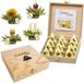 Creano Teelini theebloemen in kopformaat, cadeauset in houten theekist, 12 ErblühTeelini in 4 soorten, witte thee
