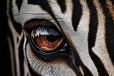 Alexsar Art schilderij Glas art zebra oog 120x80cm