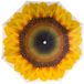 Parasol de plage Gebro Sunflower - D180 cm - Multicolore